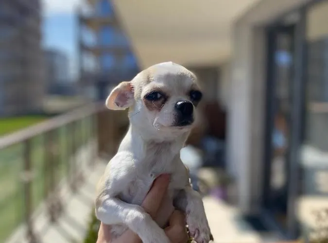 Apartament Kołobrzeg Resort Apartament *